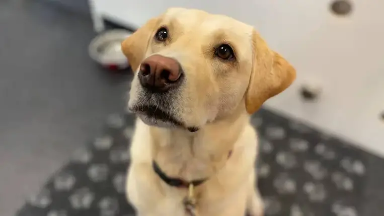 Kutyák a gyógyításban: szaglásukkal segítenek a baktériumok kimutatásában 