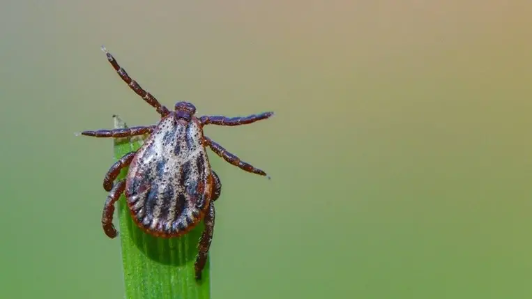 Rejtett veszély: így befolyásolhatja a Lyme-kór a szívműködést 
