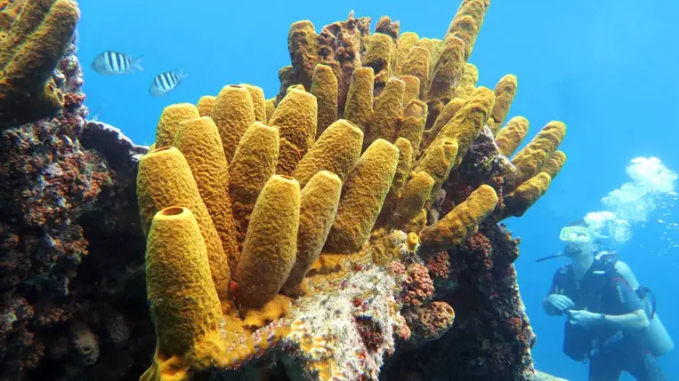 Megtalálták a földön valaha élt legősibb állatot. Illusztráció. Fotó: Shutterstock