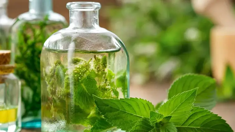 A menta titkos ereje: természetes étvágycsökkentő és frissítő szövetséges a karcsúság útján