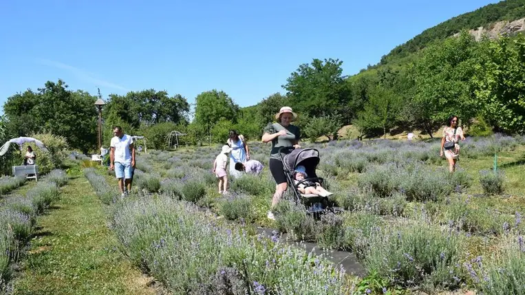Nagycsaládos kirándulás a beregardai hegyen - Hív a levendulamező! Fotó: Kárpátinfó/ Kovács Elemér