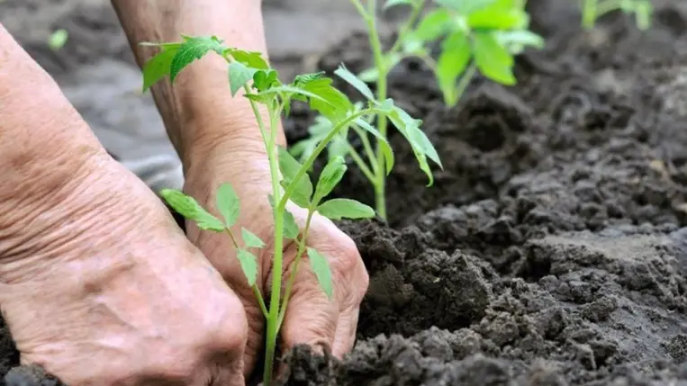 A hajtatási paradicsom kiültetése