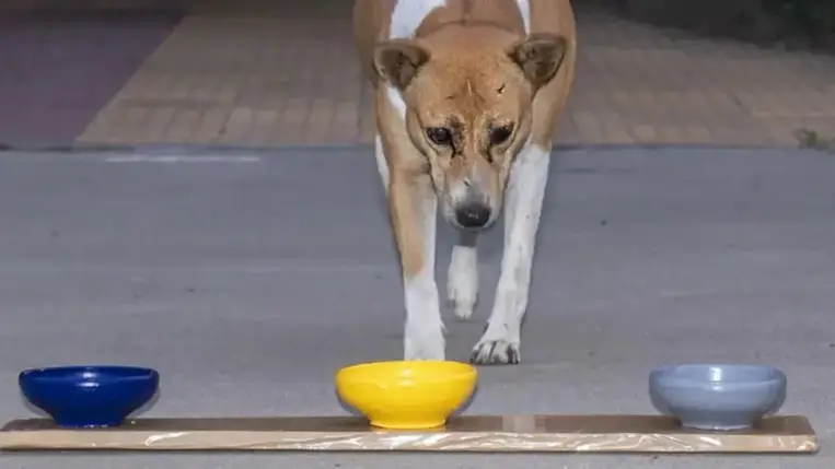 Egy sárga tál vonzóbb a kutyáknak, mint a hús 