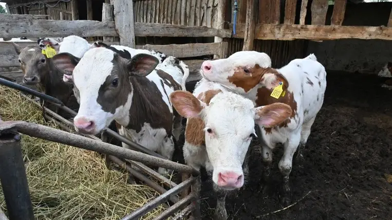 Tehenészet Ukrajnában – az ukrán húsárak 20-30 százalékkal nőttek éves alapon / Fotó: AFP