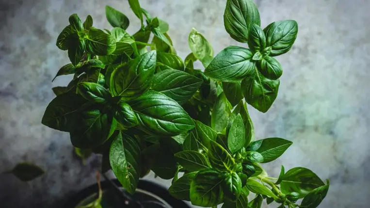 Védi a tested, jó a vércukrodnak: amiért érdemes bazsalikomot tenni minden ételhez