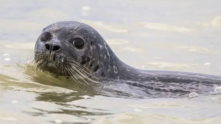 Videojátékozó fókák segíthetik a tengeri navigációt 