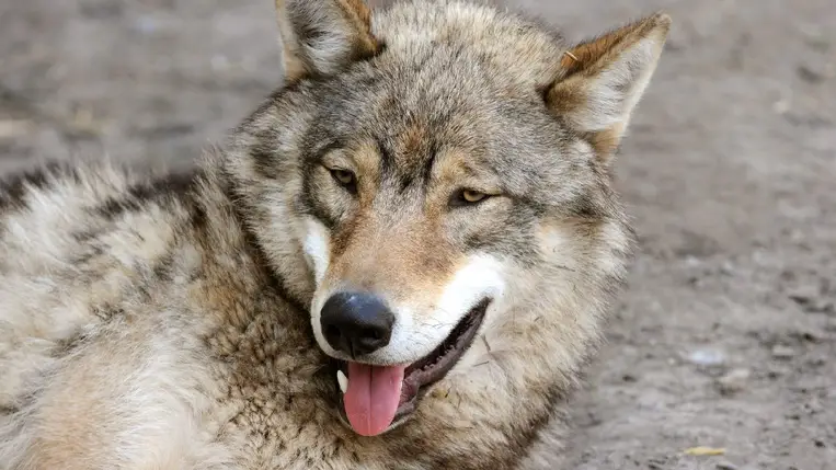 Farkas. ( Illusztráció. Fotó: MTI/Manek Attila)