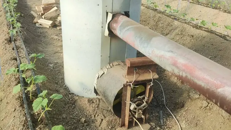 Az uborkaplánták ültetéséről