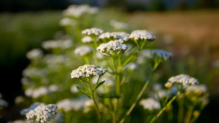 Mire jó a cickafark?