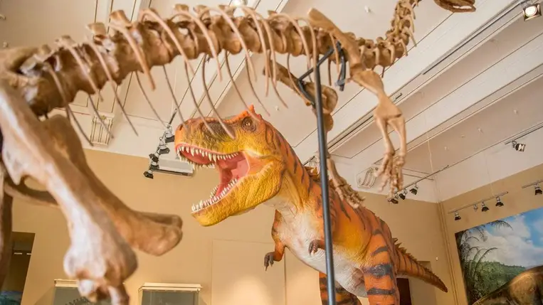 Tyrannosaurus rekonstrukciója (Fotó: MTI/Rosta Tibor)