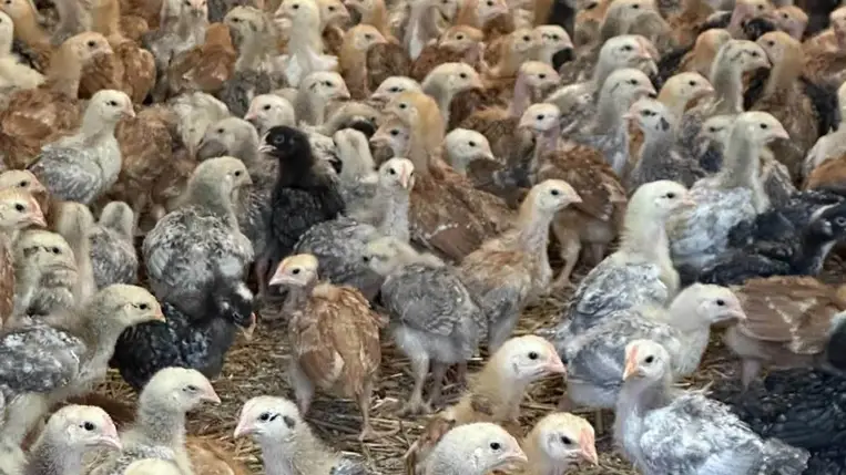 Előnevelt csibét tessék! – A kettős hasznosítású a nyerő