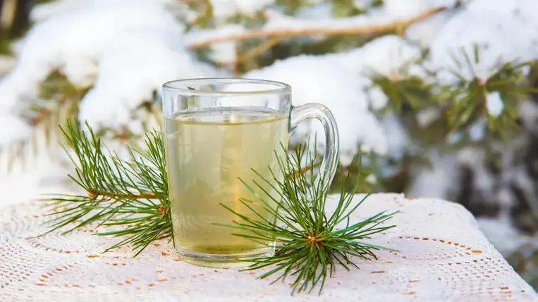 A hideg telek régi ellenszere: ez az erdei tea ma is bevethető nátha ellen