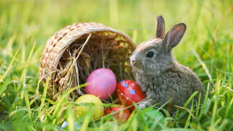 Húsvéti nyuszi. Illusztráció. Fotó: Internet