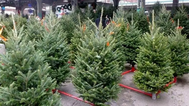 Fenyőfák. Illusztráció. Fotó: Internet