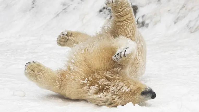 Jegesmedve (Ursus maritimus) a Nyíregyházi Állatparkban a havazás után (Fotó: MTI/Balázs Attila)