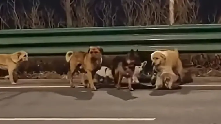 Kínai húsüzemből szökött meg hét lopott kutya, 17 kilométer után jutottak vissza gazdáikhoz. A kiemelt kép forrása: Youtube