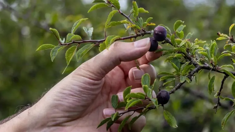 Mi mindenre jó a kökény?