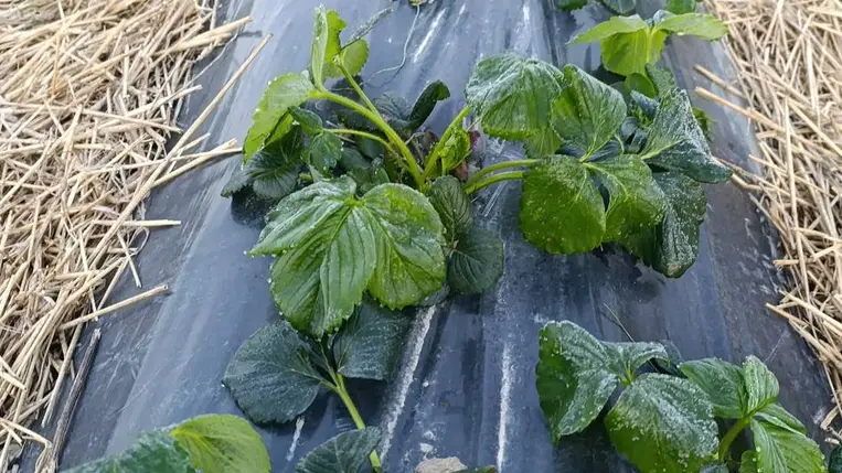 Körkép mínuszok után - A szamóca jelentősen, a szőlő kevésbé károsodott