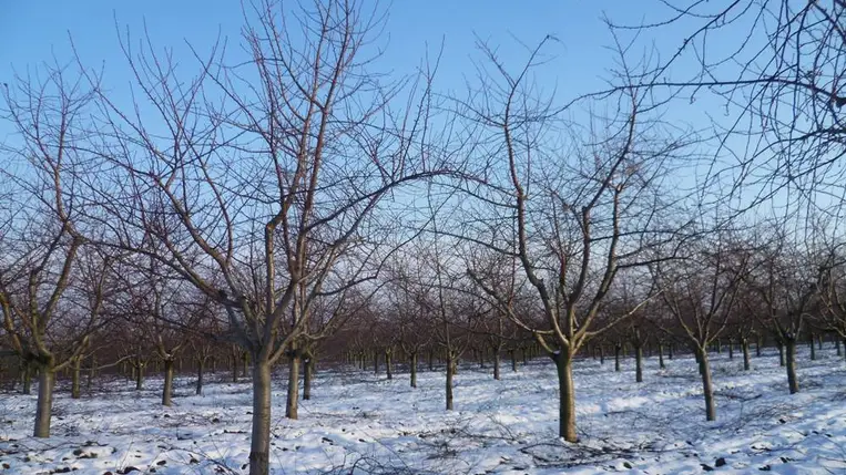 Mélynyugalmi állapotban gyümölcsfáink - Lesz-e böjtje az enyhe időjárásnak?