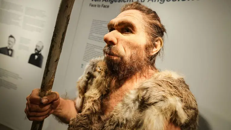 A Neander-völgyi ember mása látható az LVR-LandesMuseum Bonn múzeumban. Fotó: Oliver Berg / picture alliance / Getty Images