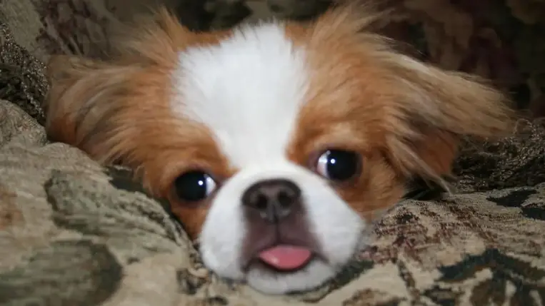 Óriási veszélyben a népszerű kutyafajták: drámai figyelmeztetést tettek közzé