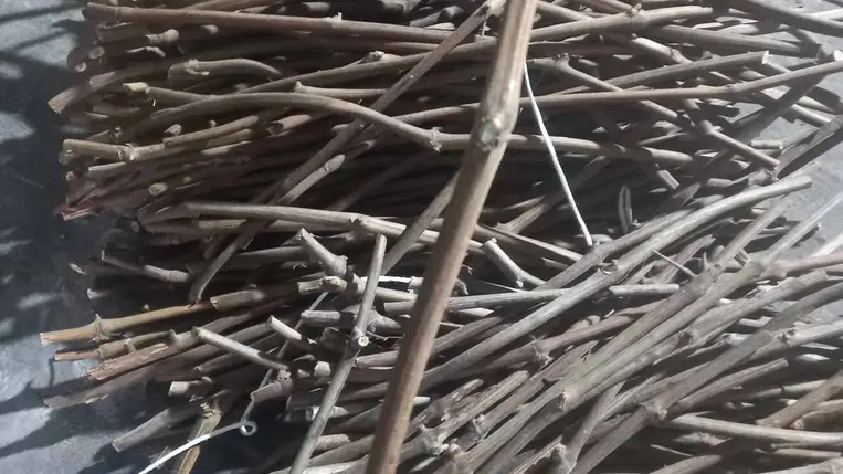 Szőlő oltócsapok és vadalanyok gyűjtése, tárolása