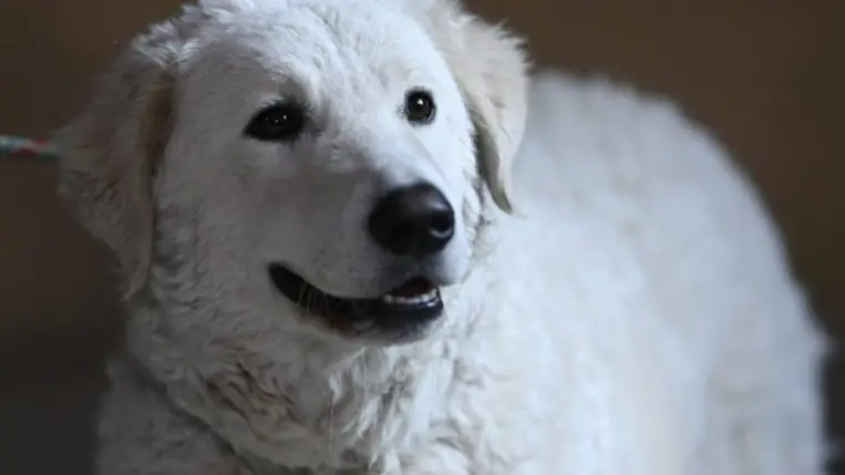 Tanulmány: az ember és a kutya kapcsolata több mint 15 ezer éve kezdődött. Illusztráció. Fotó: Internet