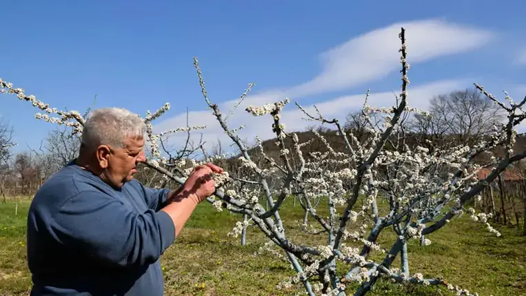 Bebizonyosodott, hogy a hagyományos – például vizes szalmával, gallyakkal való füstölés – sajnos nem hatékony, mivel hajnalok hajnalán, amikor beköszönt a kemény fagy, nem észlelünk semmilyen széljárást, így csak a tűzhöz közeli fák törzsét melegítjük.