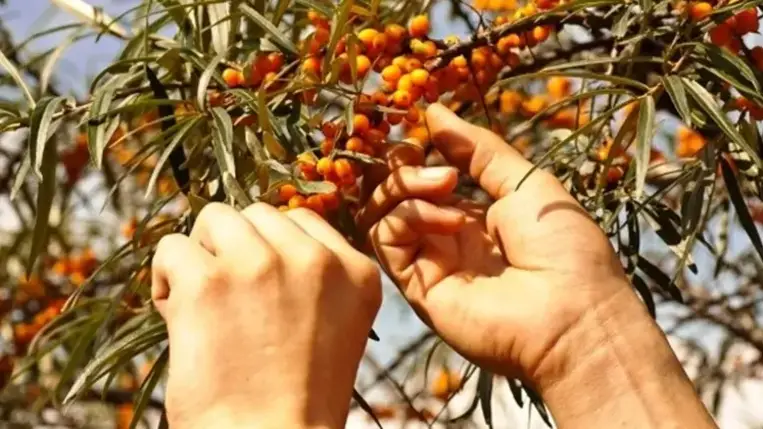 Homoktövis, a csodanövény