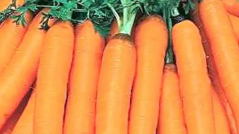 Ahhoz, hogy a kiskertjeinkben is sikeresen tudjunk termeszteni sárgarépát, az első és legfontosabb, hogy tisztázzuk a sárgarépa hő-, fény-, víz- és tápanyaigényét. 