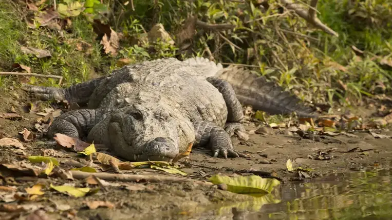 Késsel szúrt fejbe egy rátámadó krokodilt egy ausztrál férfi