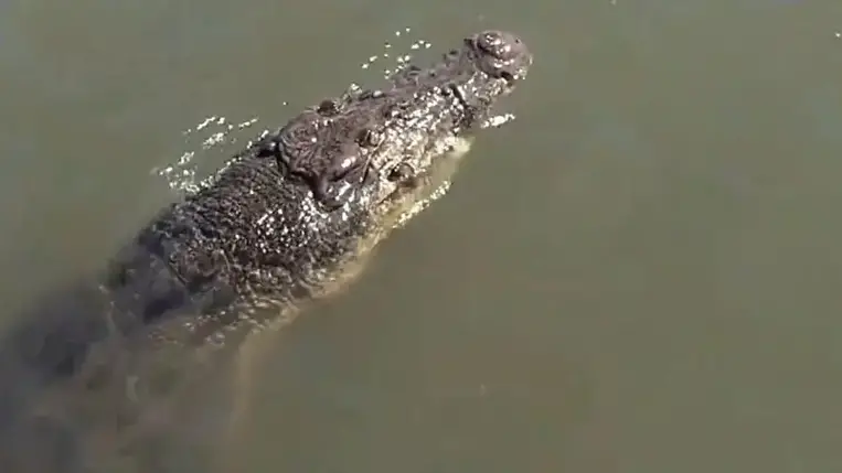 Műkrokodilnak nézte a valódit, gyanútlanul beállt mellé fotózkodni
