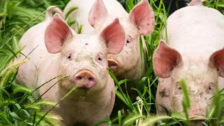 Afrikai sertéspestist fedeztek fel Bukovinán