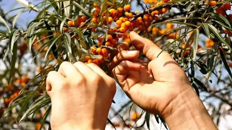 Nem esett még szó a homoktövis gondozásáról, betakarításáról, majd az azt követő tárolási és feldolgozási munkafolyamatokról. 