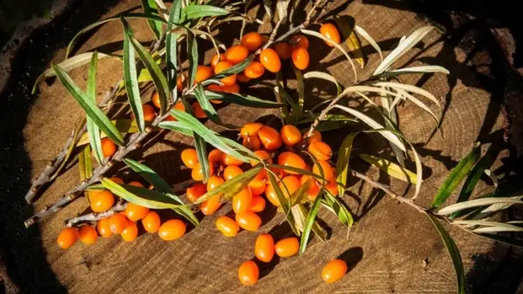 Gyógynövények őszi fegyvertárunkban