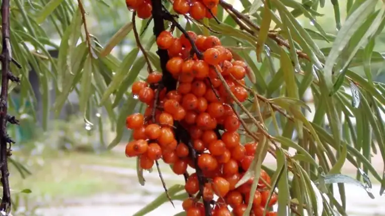 A homoktövis az ázsiai népek által jól ismert „gyógyító gyümölcsök királynőjének” nevezett növénye, amelyet „csodaszerként” ősidők óta jól ismernek és használnak. 