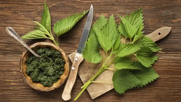 Csalán: a sokoldalú salakpucoló