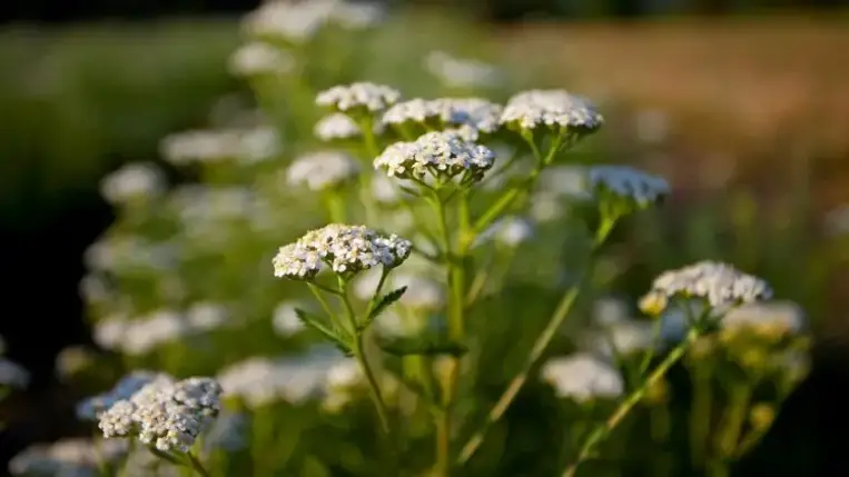 Cickafark: mutatjuk, mire jó az év gyógynövénye