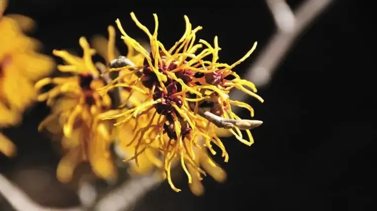 A varázsdió hihetetlen hatásai