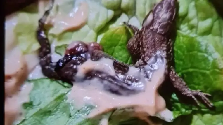 Sokkoló: egy kilapult gyíkot talált gyorséttermi hamburgerében egy vásárló