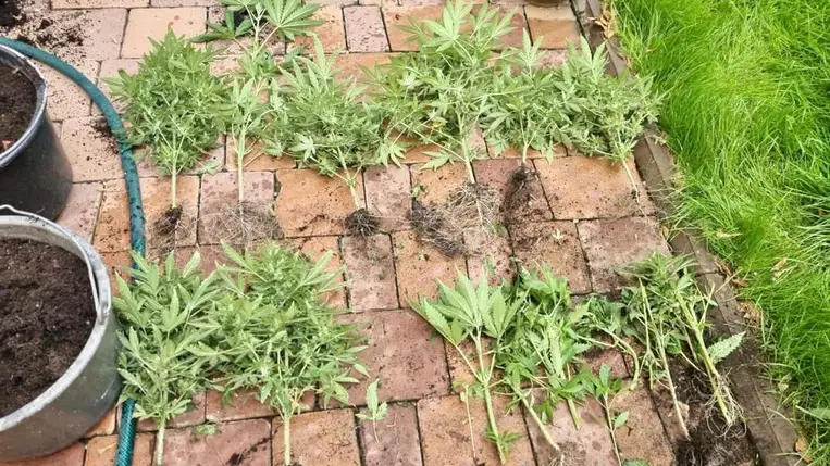 Kárpátalján fél kilogramm kábítószert és egymillió hrivnya értékű cigarettát foglaltak le két nőtől. Fotó: Nemzeti Rendőrség