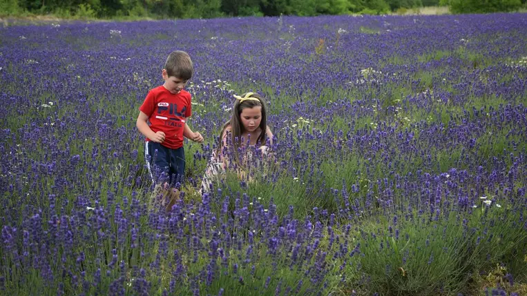 Feltöltődés a nagybégányi levendulásban