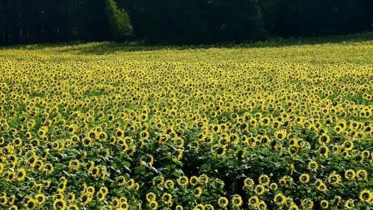 Ukrajnában a napraforgóolaj ára egyenrangú az olívaolajjal