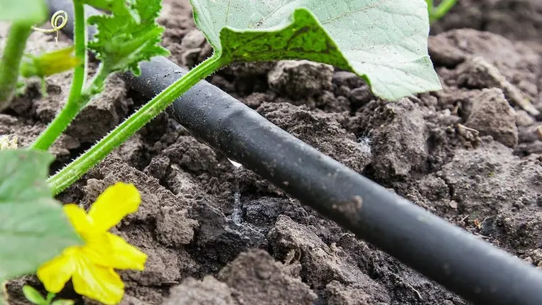 Öntözés, tápoldatozás (2.) - A zöldségfélék öntözési vízadagjáról