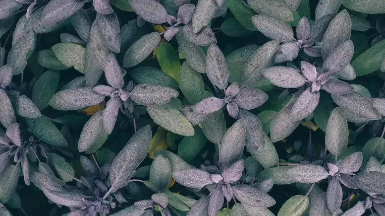 Egy gyógynövény, ami maga az egészség – Hihetetlen sok gyógyhatása van!