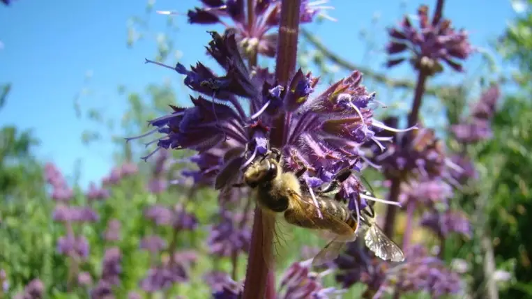 Orvosi zsálya: a növényi aszpirin