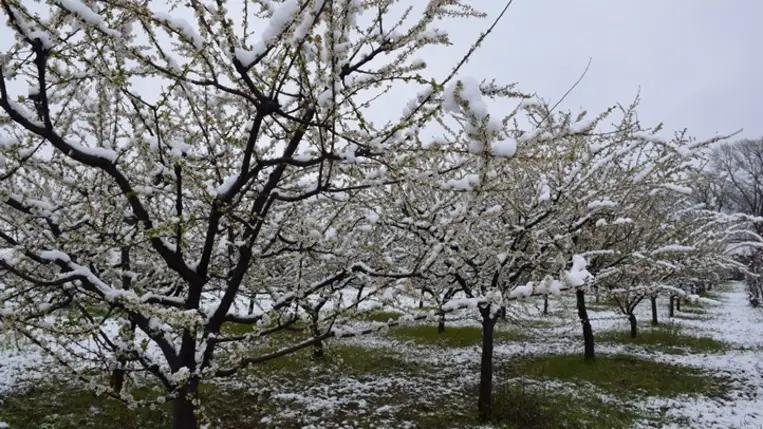Csak azokon a korai gyümölcsfákon várható némi termés, amelyek a családi otthonok és egyéb épületek közelében a fagytól, a hótól némi védelmet kaptak. Fotó: Kárpátinfo/Kovács Elemér