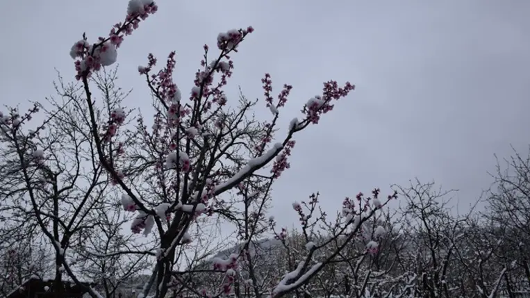 Csak azokon a korai gyümölcsfákon várható némi termés, amelyek a családi otthonok és egyéb épületek közelében a fagytól, a hótól némi védelmet kaptak. Fotó: Kárpátinfo/Kovács Elemér