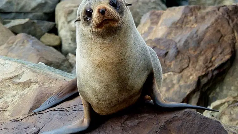 Először találtak madárinfluenzás emlősöket az Antarktiszon