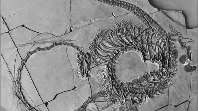 Óriási felfedezés, 240 millió éves sárkány maradványait találták meg 
